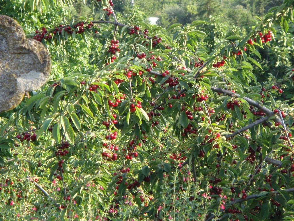 مبيت وإفطار Aldeia Nova do Cabo كازا دو سيمو المظهر الخارجي الصورة